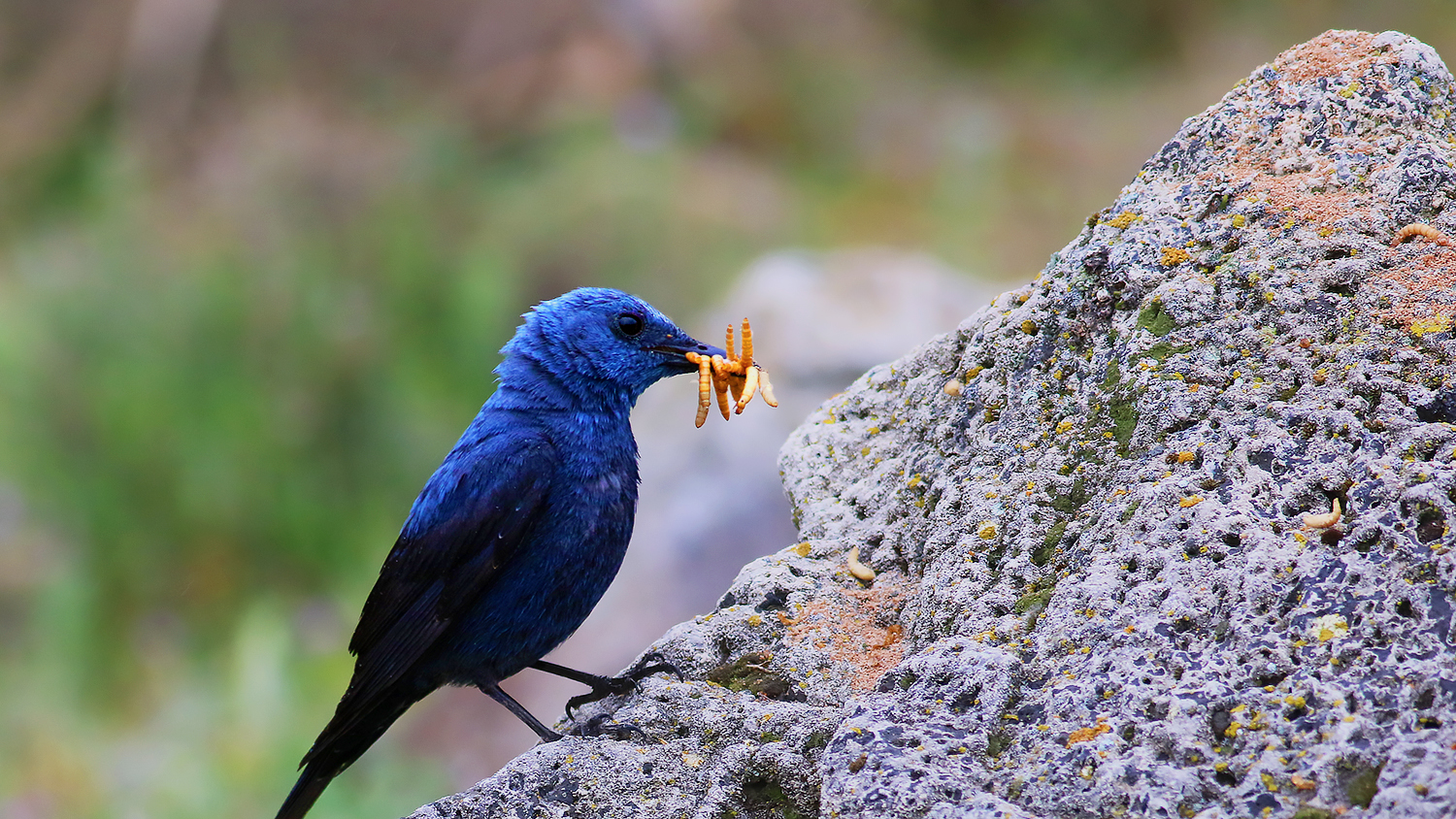 Blue Rock-Thrush